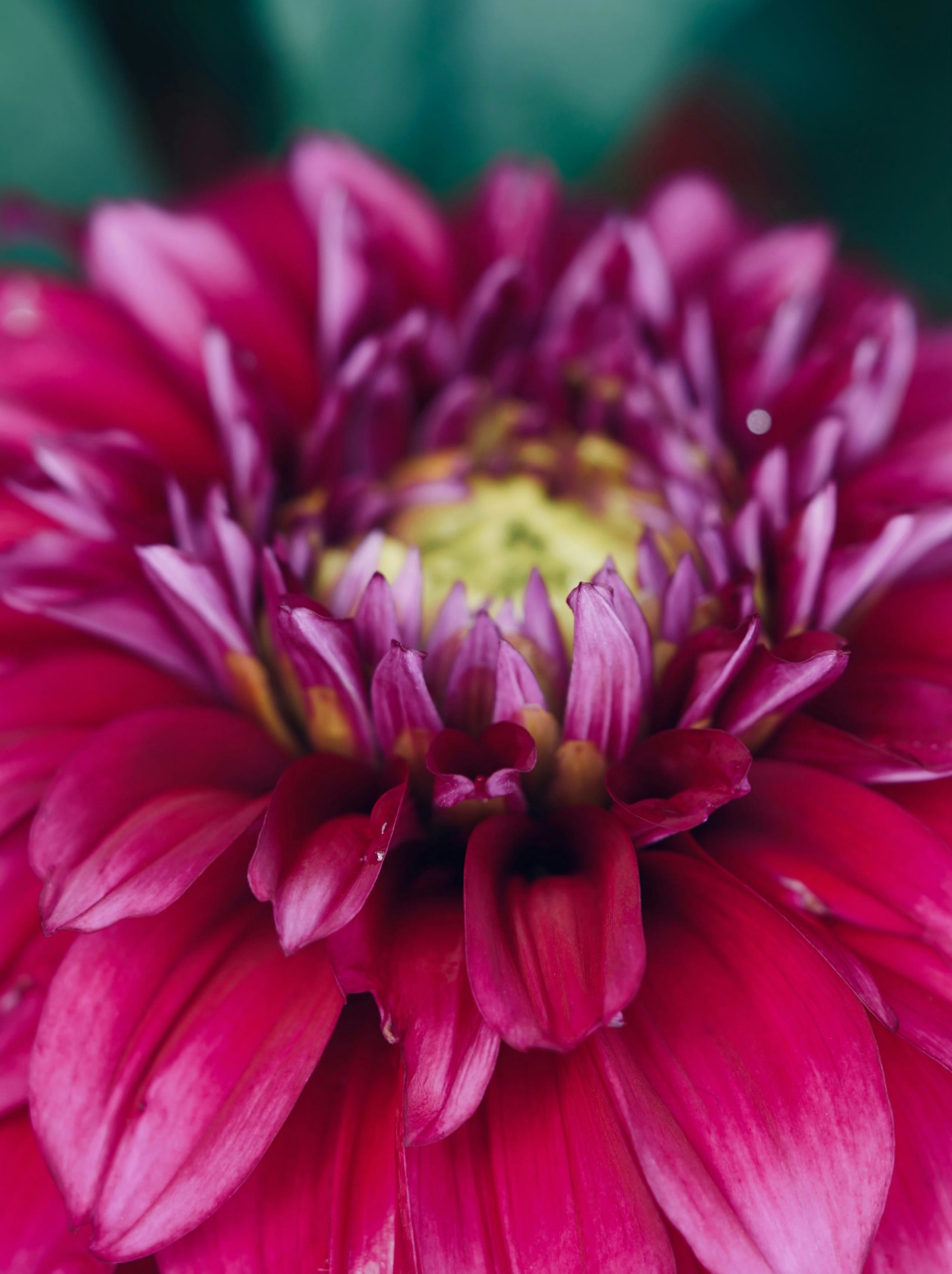 紫红色大丽花,艳丽动人99#我的双节攻略