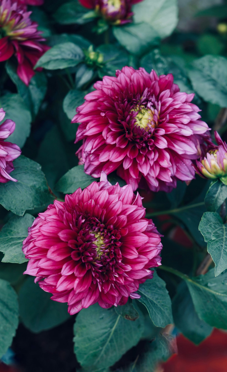 紫红色大丽花,艳丽动人99#我的双节攻略