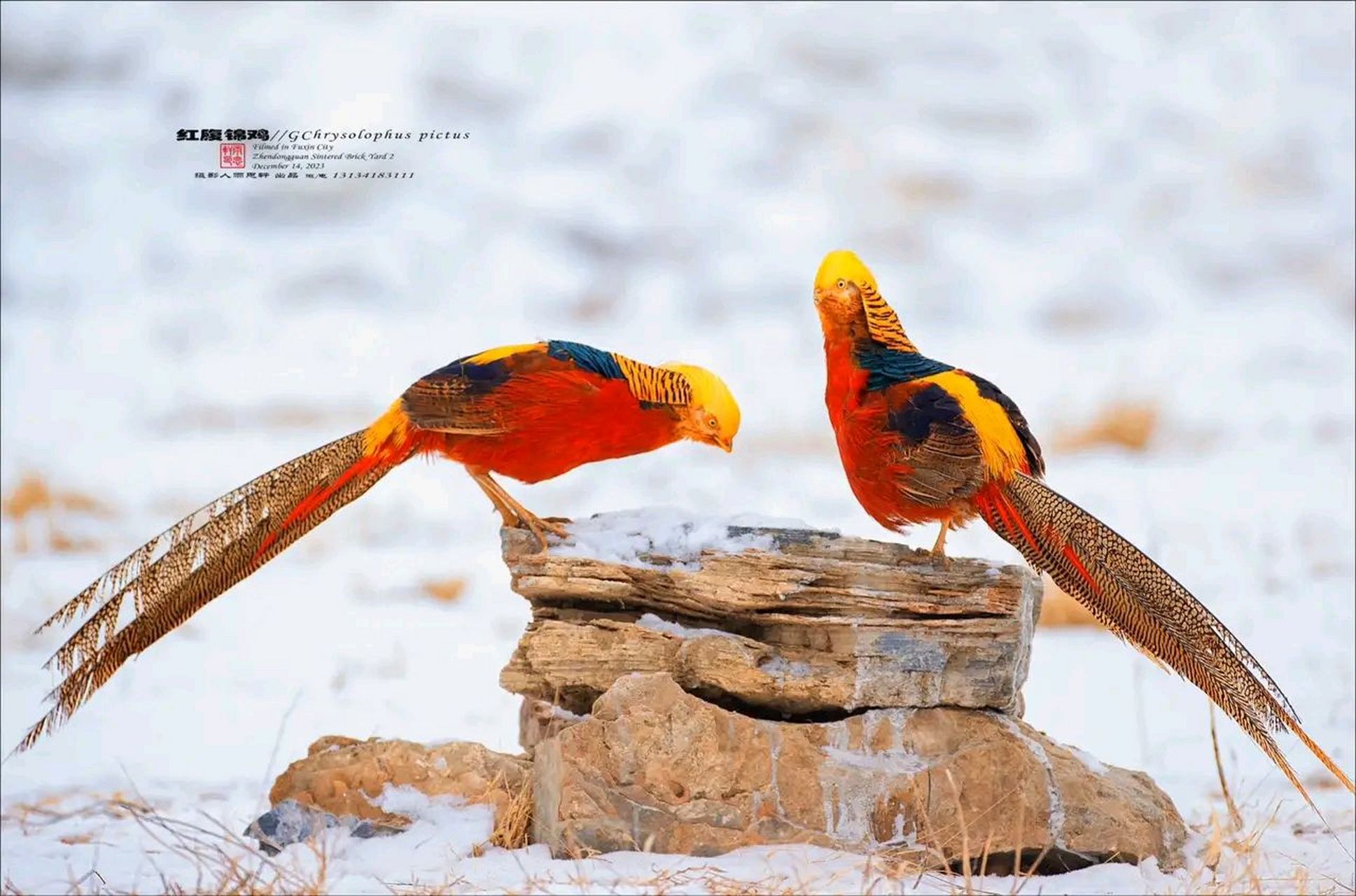 万物有灵 · 红锦腹鸡 红腹锦鸡(学名:chrysolophus pictus),又称金鸡