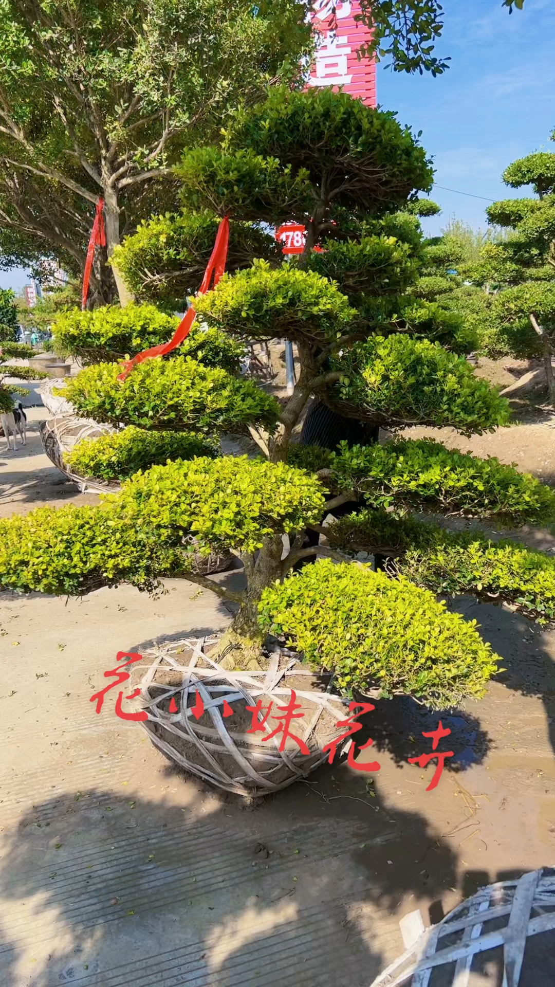 瓜子黄杨造型树黄杨入户发家致富四季常青不落叶耐寒耐旱南北方都可以