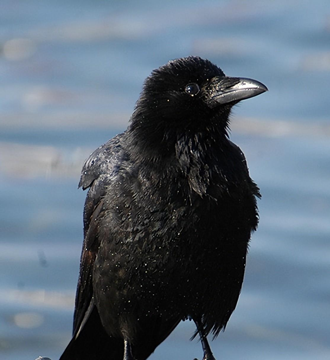 乌鸦为什么是黑的和红奶羊故事区别为什么在线