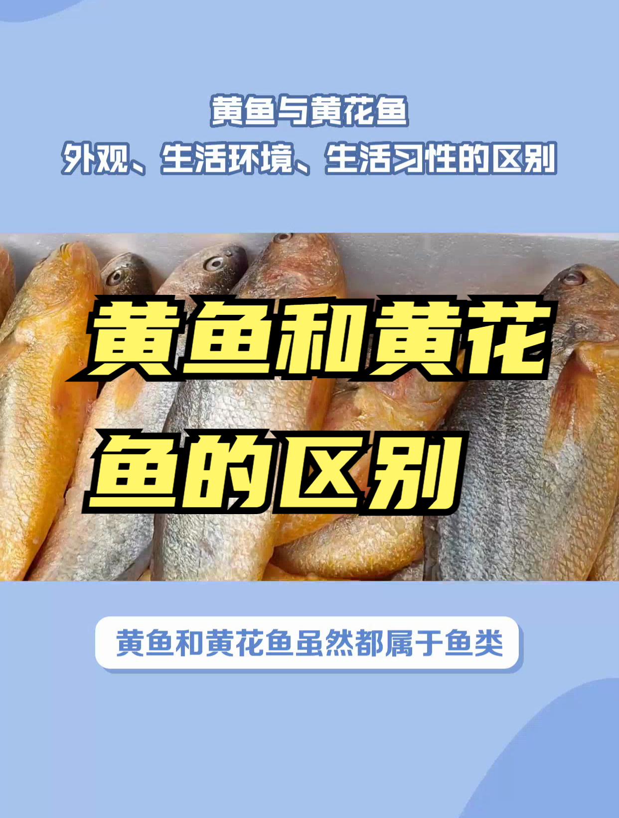 黄鱼与黄花鱼:如何区分?让你不再迷茫!