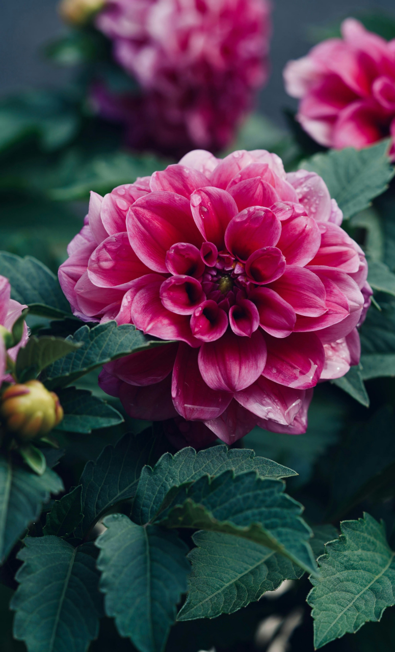 紫红色大丽花,艳丽动人99#我的双节攻略