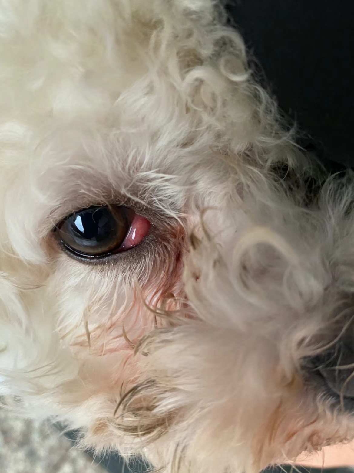 狗狗泪痕脏脏的,看这篇还你干净小狗!