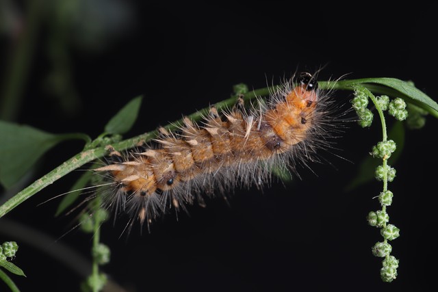 如何区分黄刺蛾,扁刺蛾和丽绿刺蛾的成虫和幼虫?