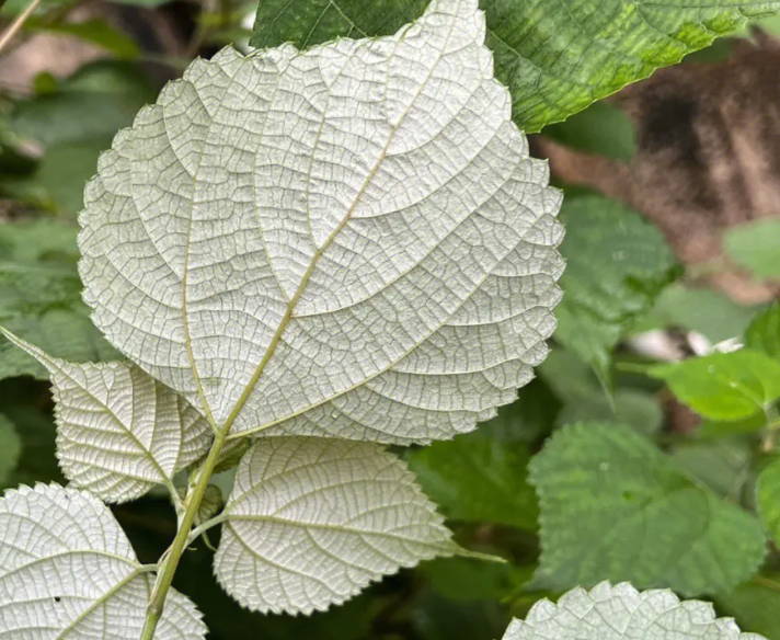 苎麻,也叫野麻,中国草,有四项功效,价值高,农民朋友要了解!