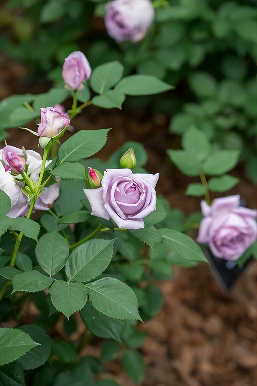 蓝色月季因其罕见而珍贵,真正的蓝色月季品种有蓝宝石,海洋之心和