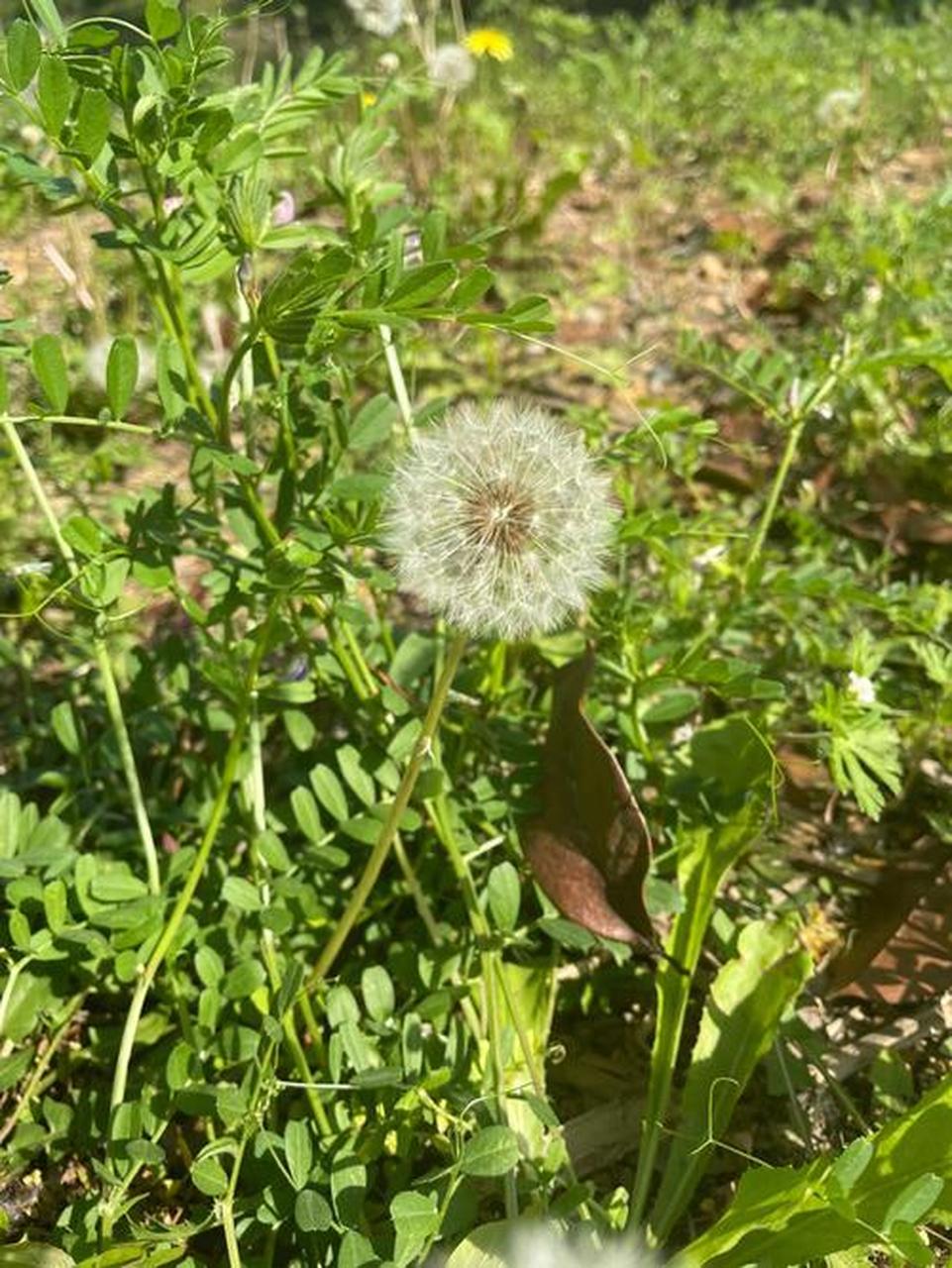 蒲公英肾病图片