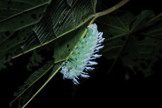 如何区分黄刺蛾,扁刺蛾和丽绿刺蛾的成虫和幼虫?