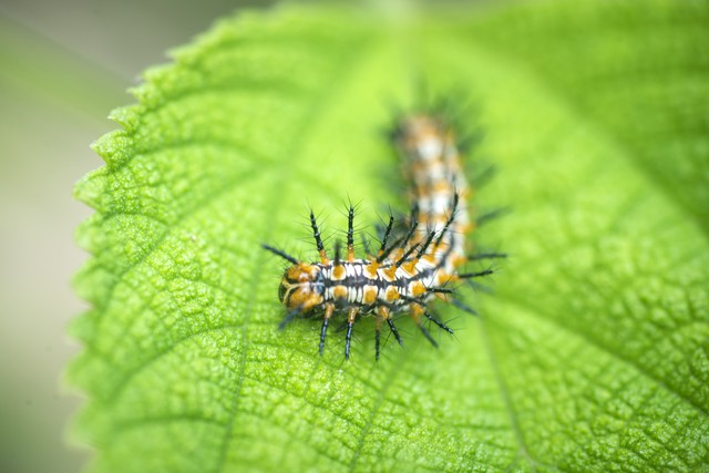 如何区分黄刺蛾,扁刺蛾和丽绿刺蛾的成虫和幼虫?