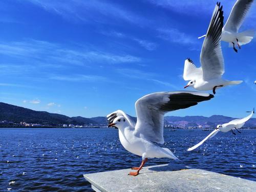 这座中国城市身居内陆,每年春季却海鸥齐聚,煞是壮观!