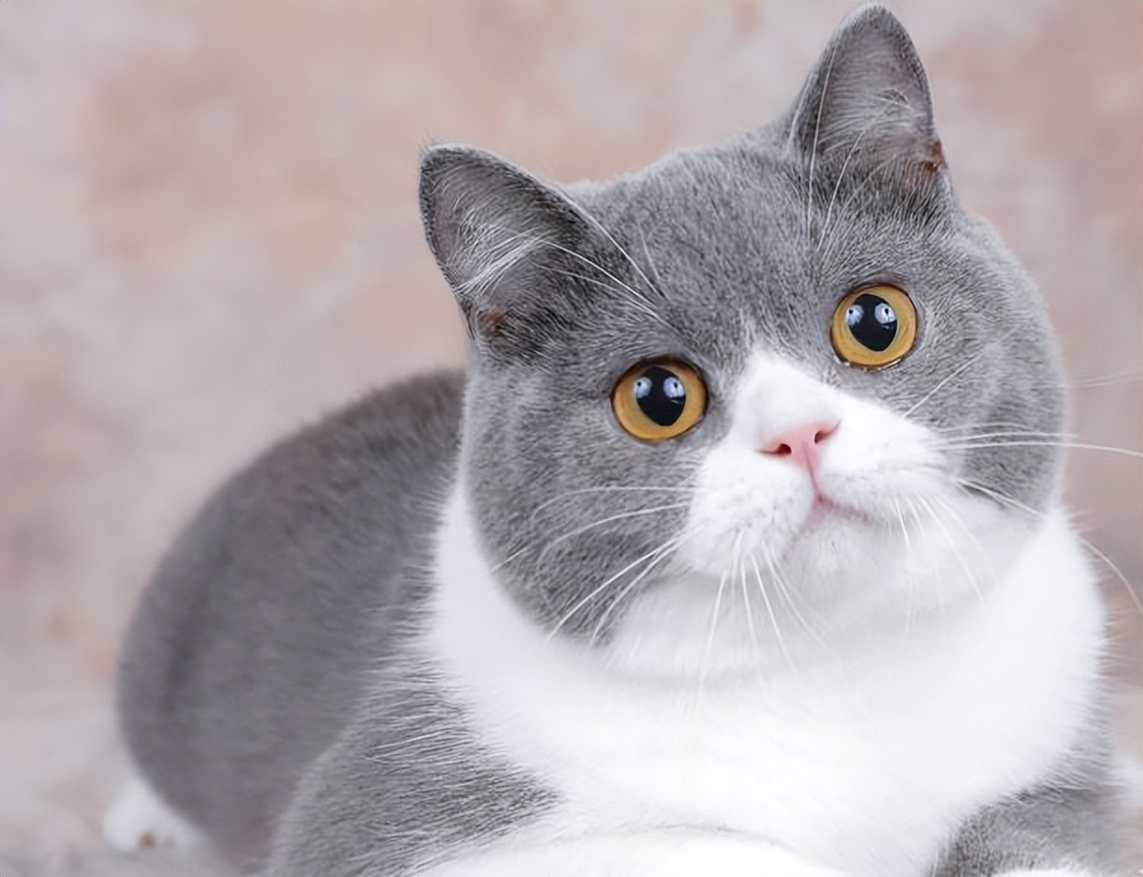 摘要: 蓝猫是英短中的一种,很多人喜欢养.
