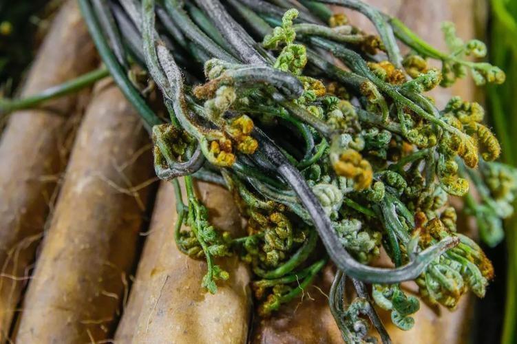 山菜之王蕨菜含有剧毒致癌物质为何人们吃了上干年没事