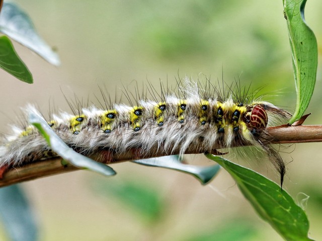 如何区分黄刺蛾,扁刺蛾和丽绿刺蛾的成虫和幼虫?