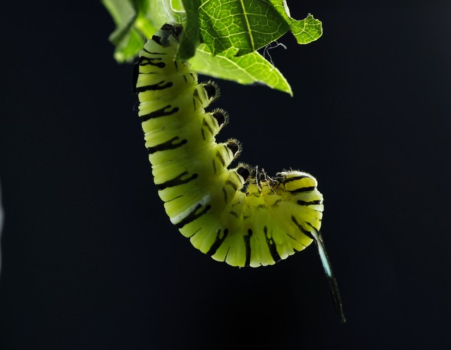 如何区分黄刺蛾,扁刺蛾和丽绿刺蛾的成虫和幼虫?