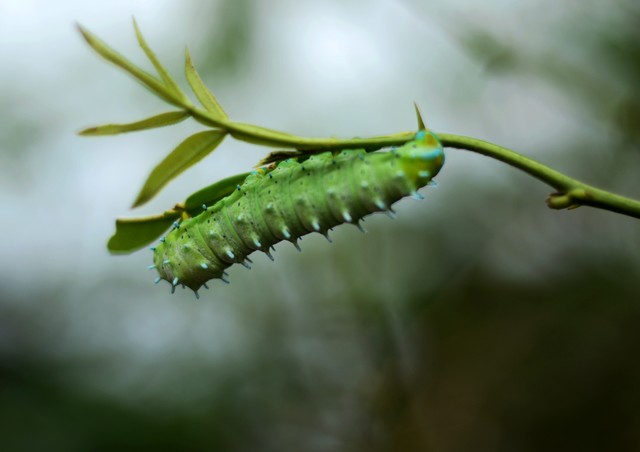 如何区分黄刺蛾,扁刺蛾和丽绿刺蛾的成虫和幼虫?