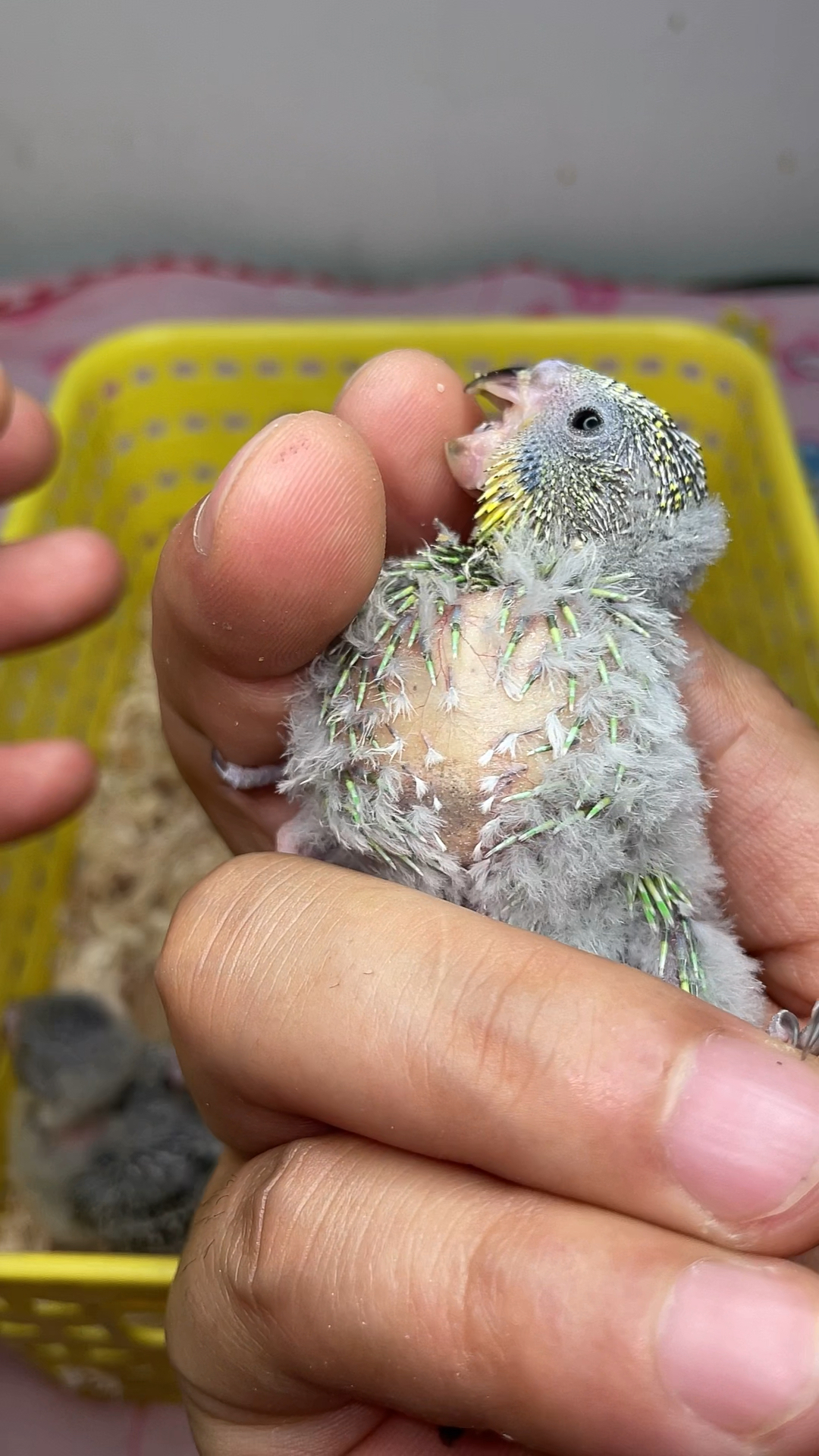 手养虎皮鹦鹉