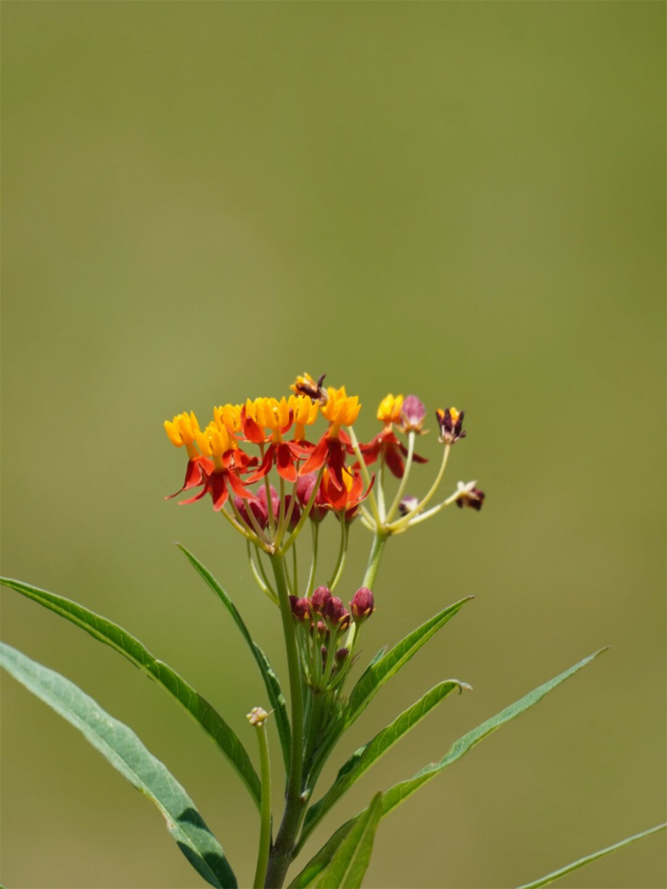 能够招引蝴蝶的神话本草  马利筋,夹竹桃科马利筋属的一种植物,以其