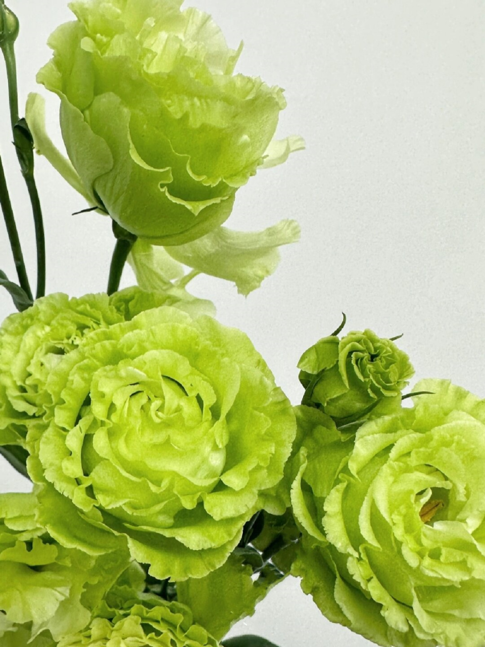 洋桔梗翠绿  翠绿洋桔梗是一种非常美丽的花材,其花语是富于感情,感动