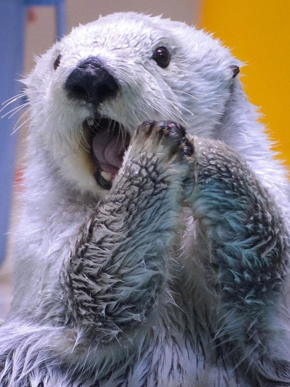 ⭐️名称:海獭  海獭,那个在水面上优雅漂浮,以海洋为家的神秘