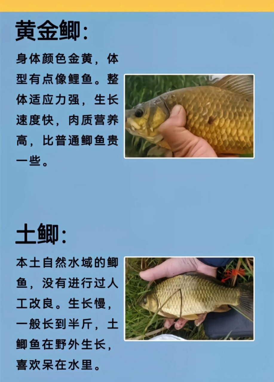 鲫鱼的种类,你钓到的哪个品种的鲫鱼  鲫鱼是一种广泛分布在全球的