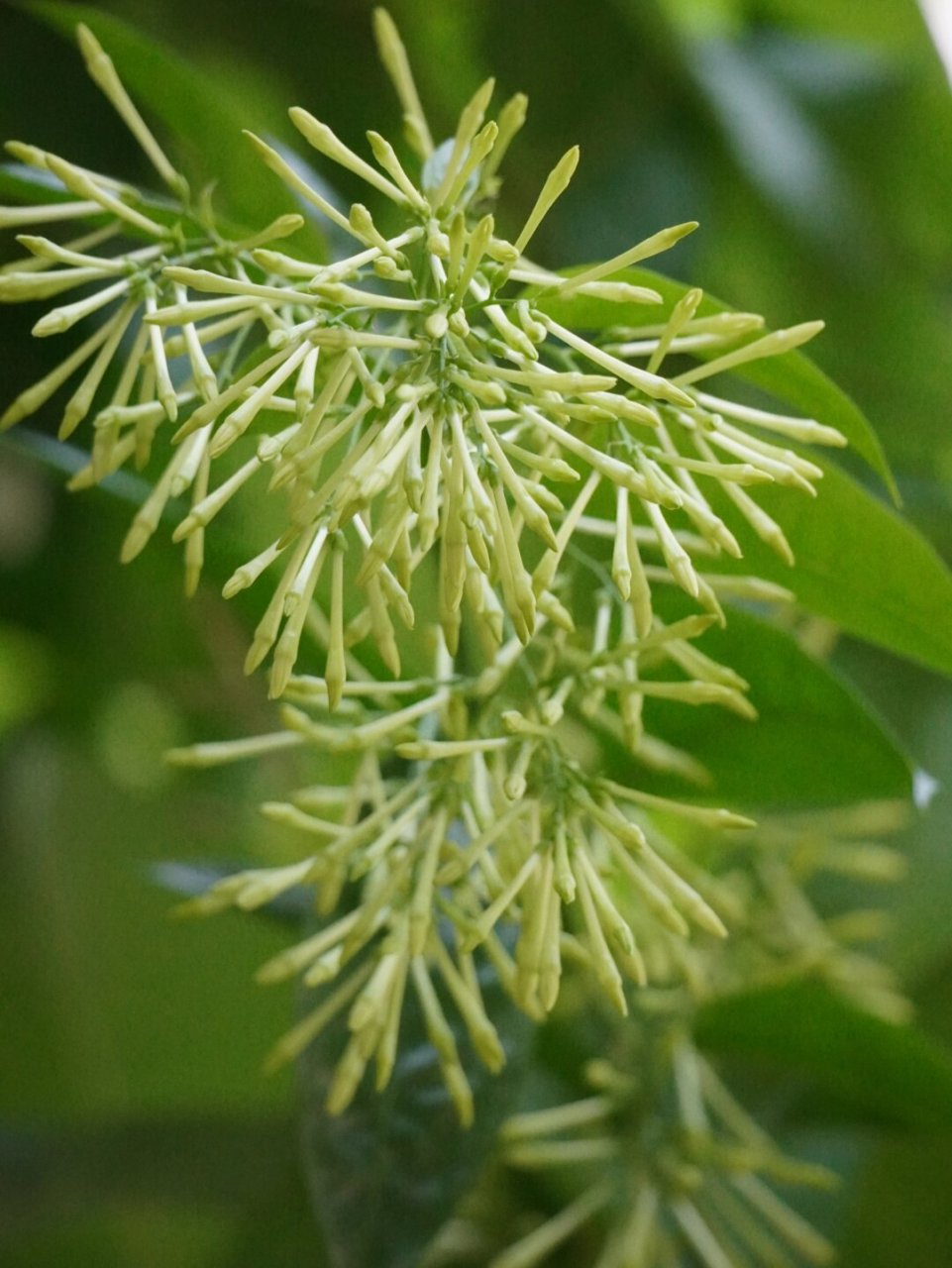 植物笔记夜香草  植物:夜香树  茄科夜香树属  植物趣闻:  夜晚的花香