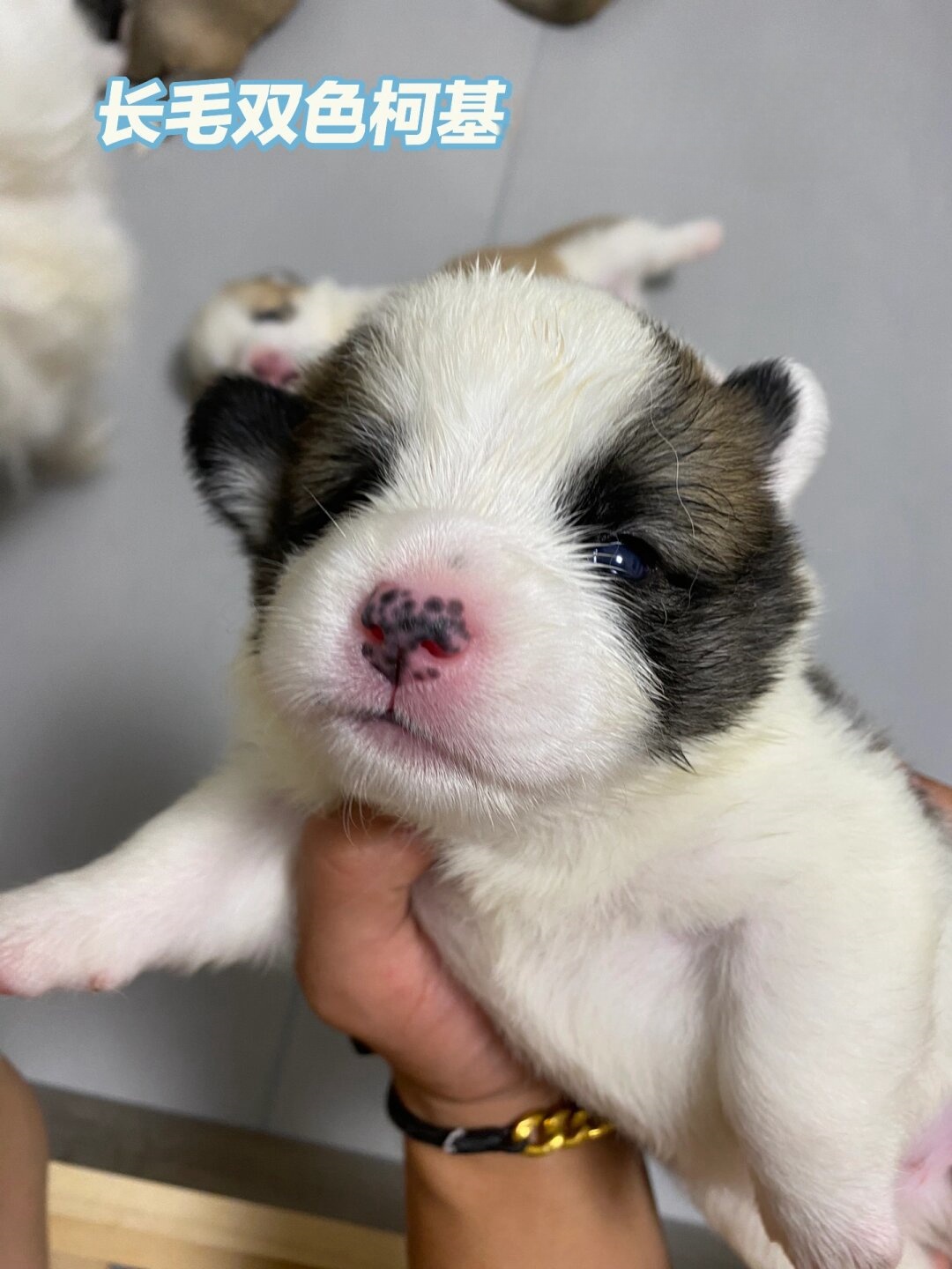 这种狗狗活泼好动,聪明伶俐,是家庭的理想伴侣.