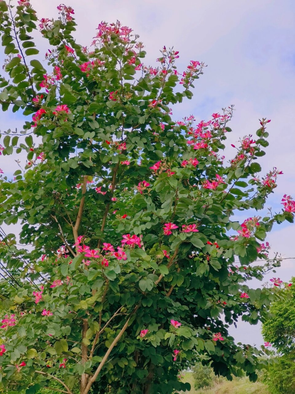 每天认识一种植物  【中文名】 红花羊蹄甲  【科属】 豆科羊蹄甲属