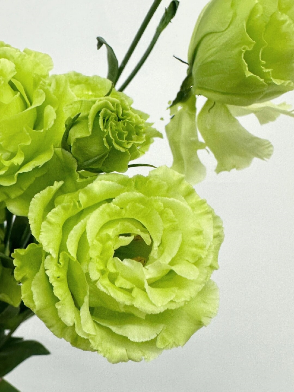 洋桔梗翠绿  翠绿洋桔梗是一种非常美丽的花材,其花语是富于感情,感动