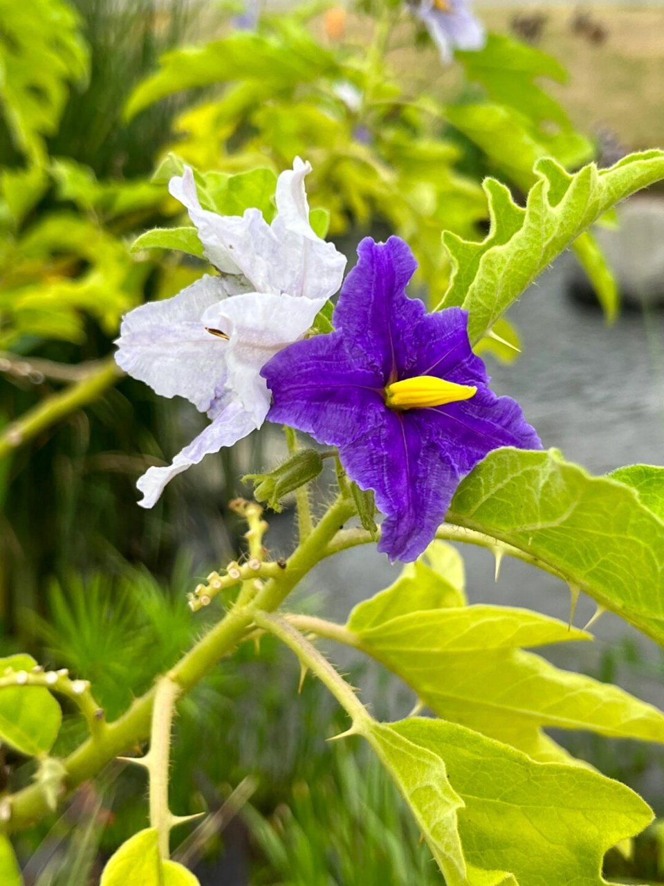 福州植物打标热烈奔放的大花茄  基本情况  【学名】 solanum wright