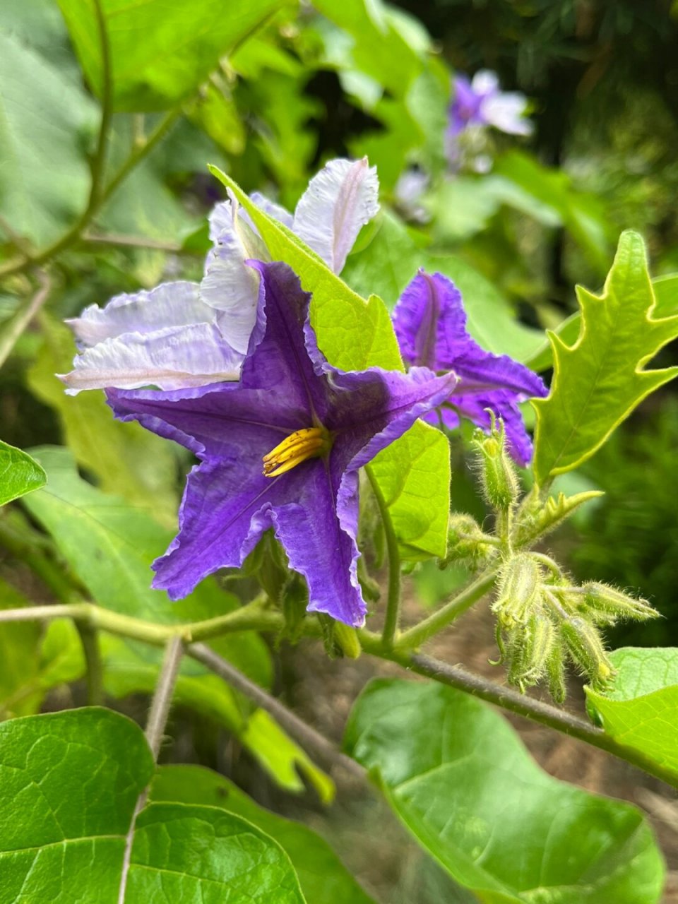 福州植物打标热烈奔放的大花茄  基本情况  【学名】 solanum wright