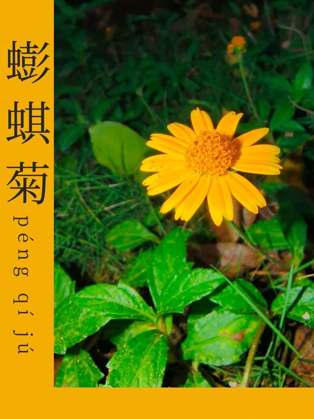 每天认识一种植物蟛蜞菊