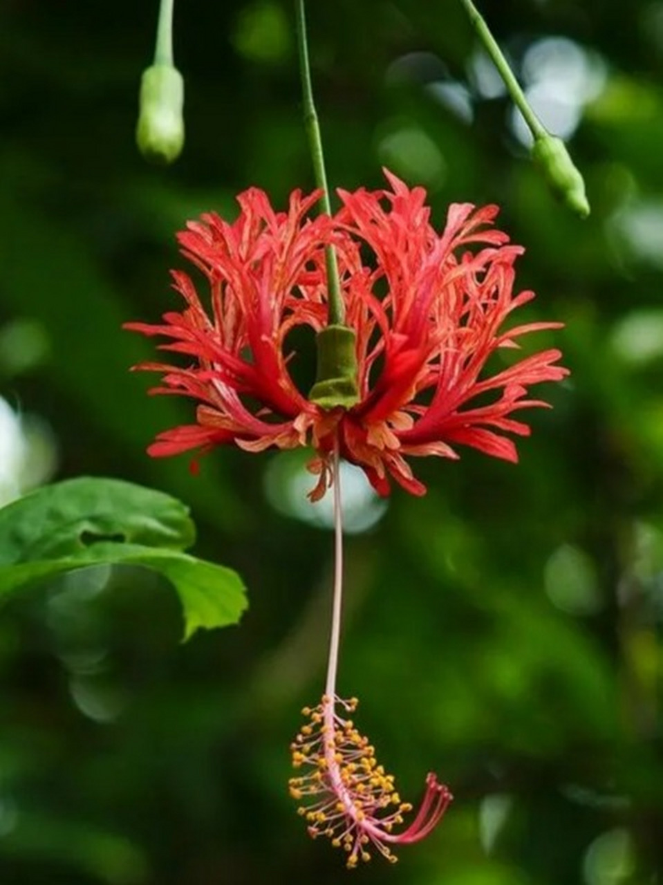 每日识花吊灯扶桑  植物百科  吊灯扶桑,学名hibiscus schizopetalus