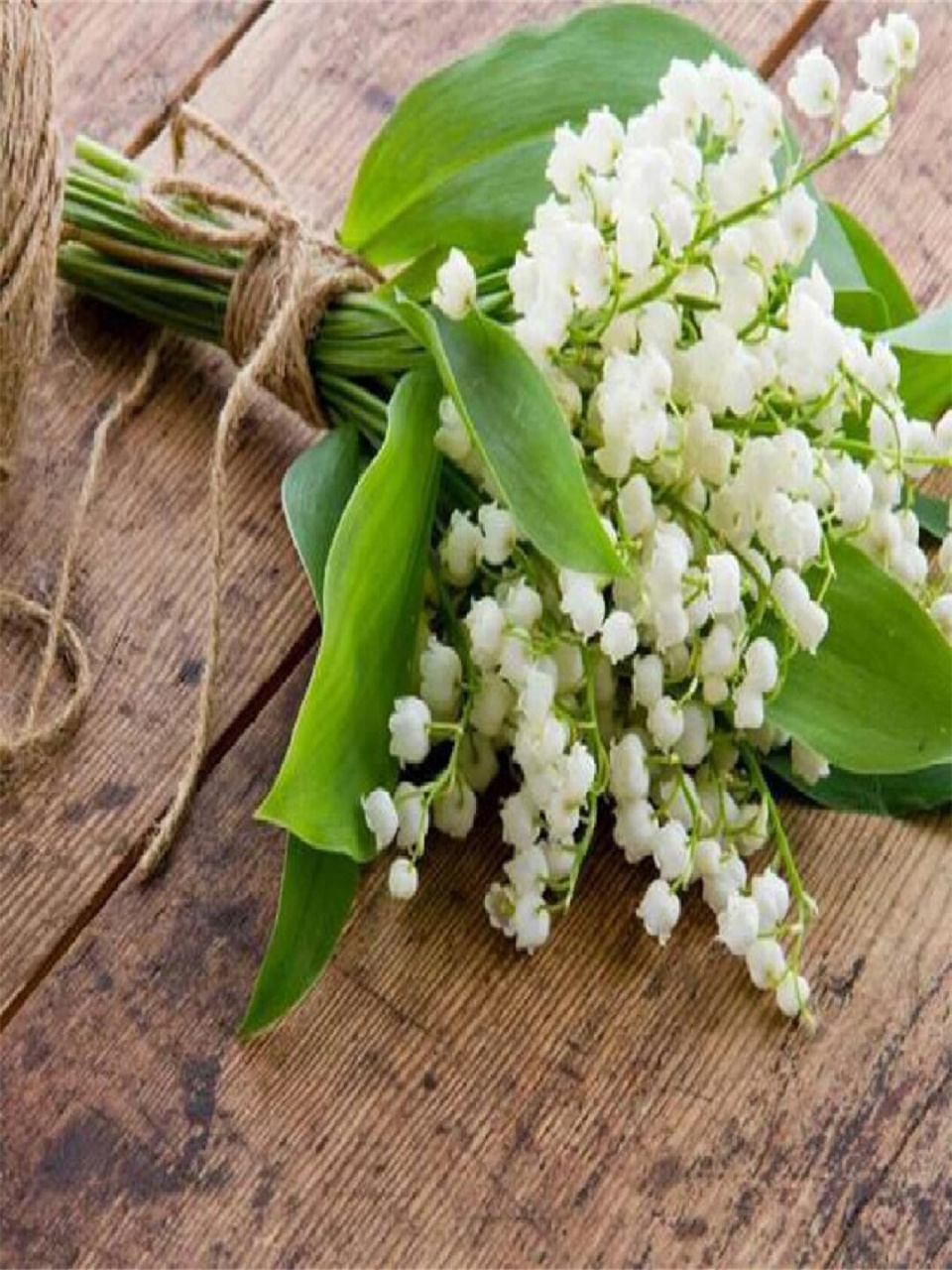 花名分享铃兰  铃兰,又称山谷百合,风铃草,是一种多年生草本植物,属于