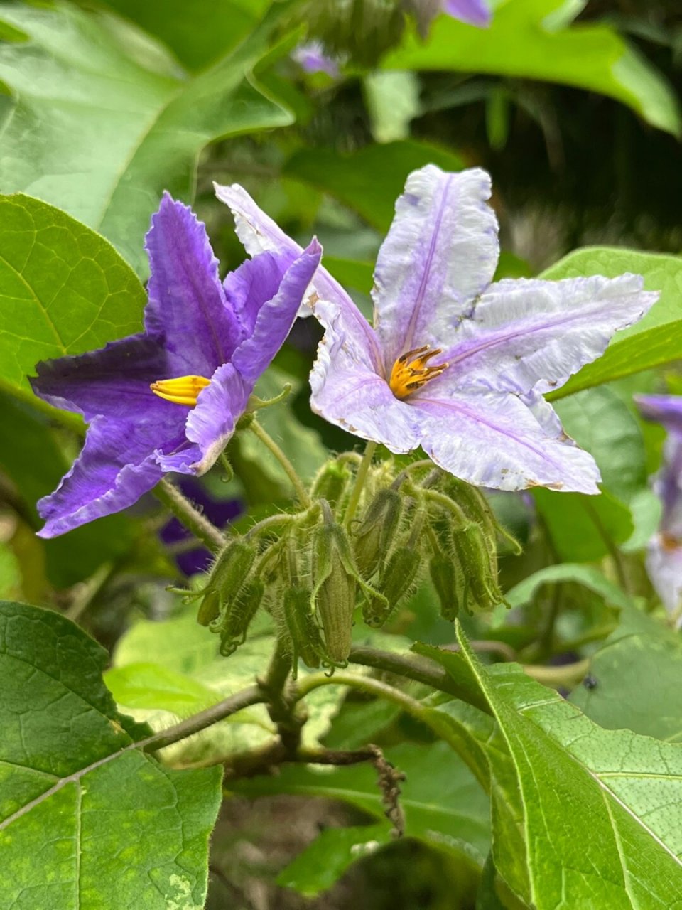 福州植物打标热烈奔放的大花茄  基本情况  【学名】 solanum wright