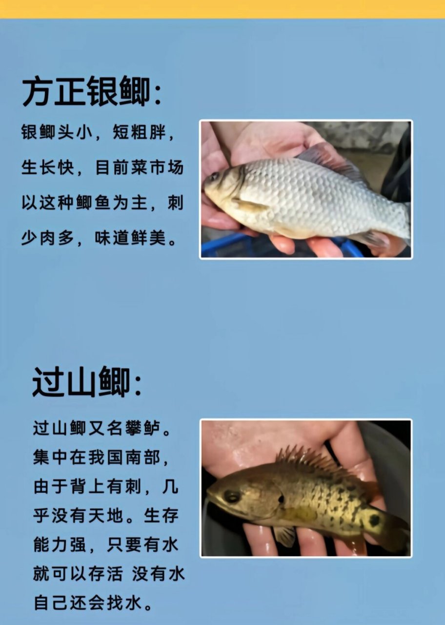 鲫鱼的种类,你钓到的哪个品种的鲫鱼  鲫鱼是一种广泛分布在全球的