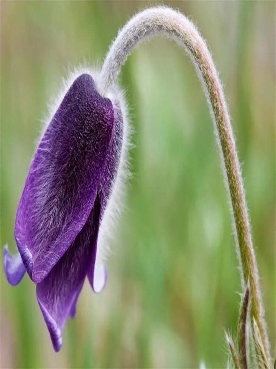 每日识花白头翁花   白头翁,拉丁学名:pulsatilla chinensis (bunge)