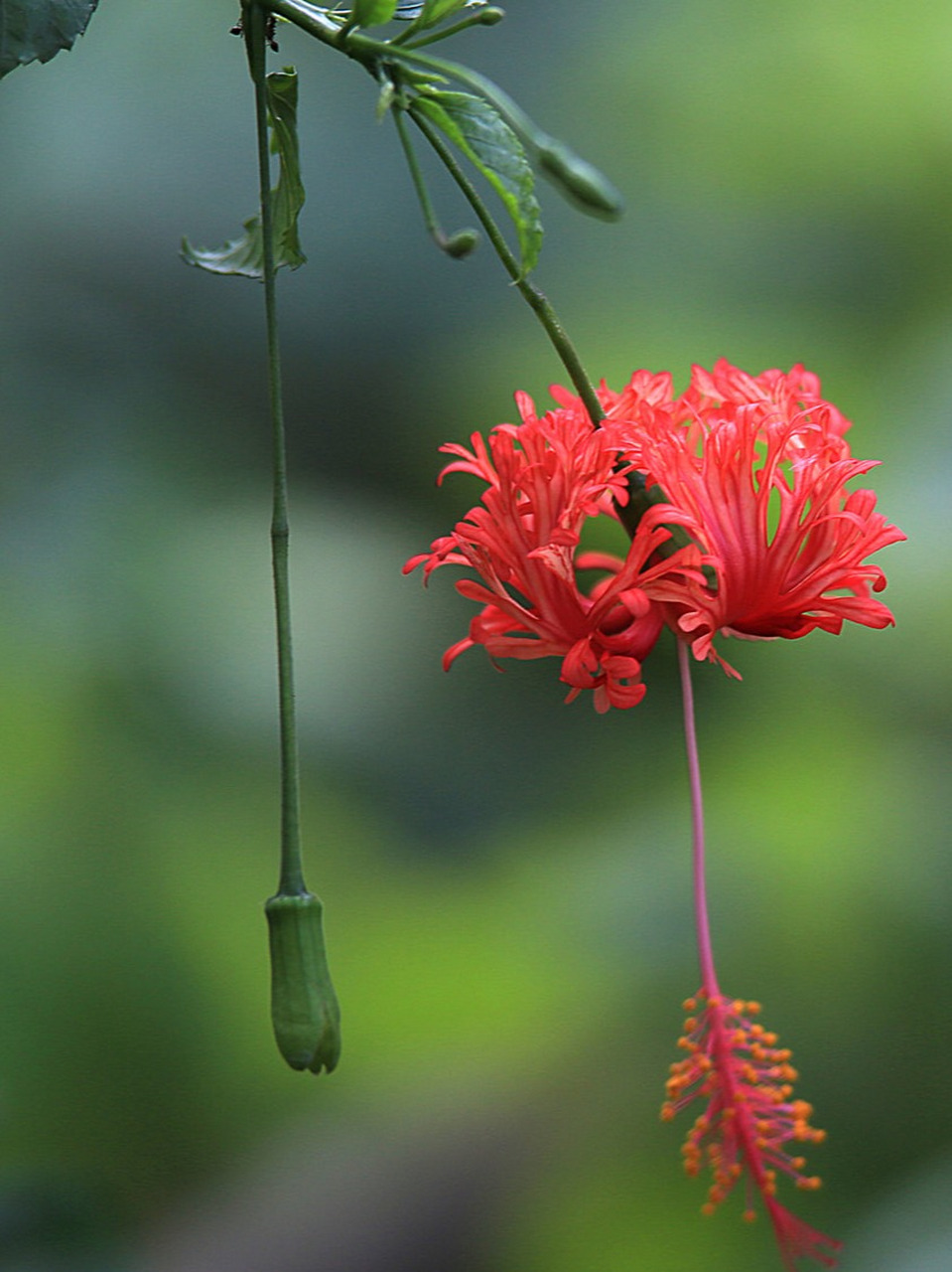 每日识花吊灯扶桑  植物百科  吊灯扶桑,学名hibiscus schizopetalus