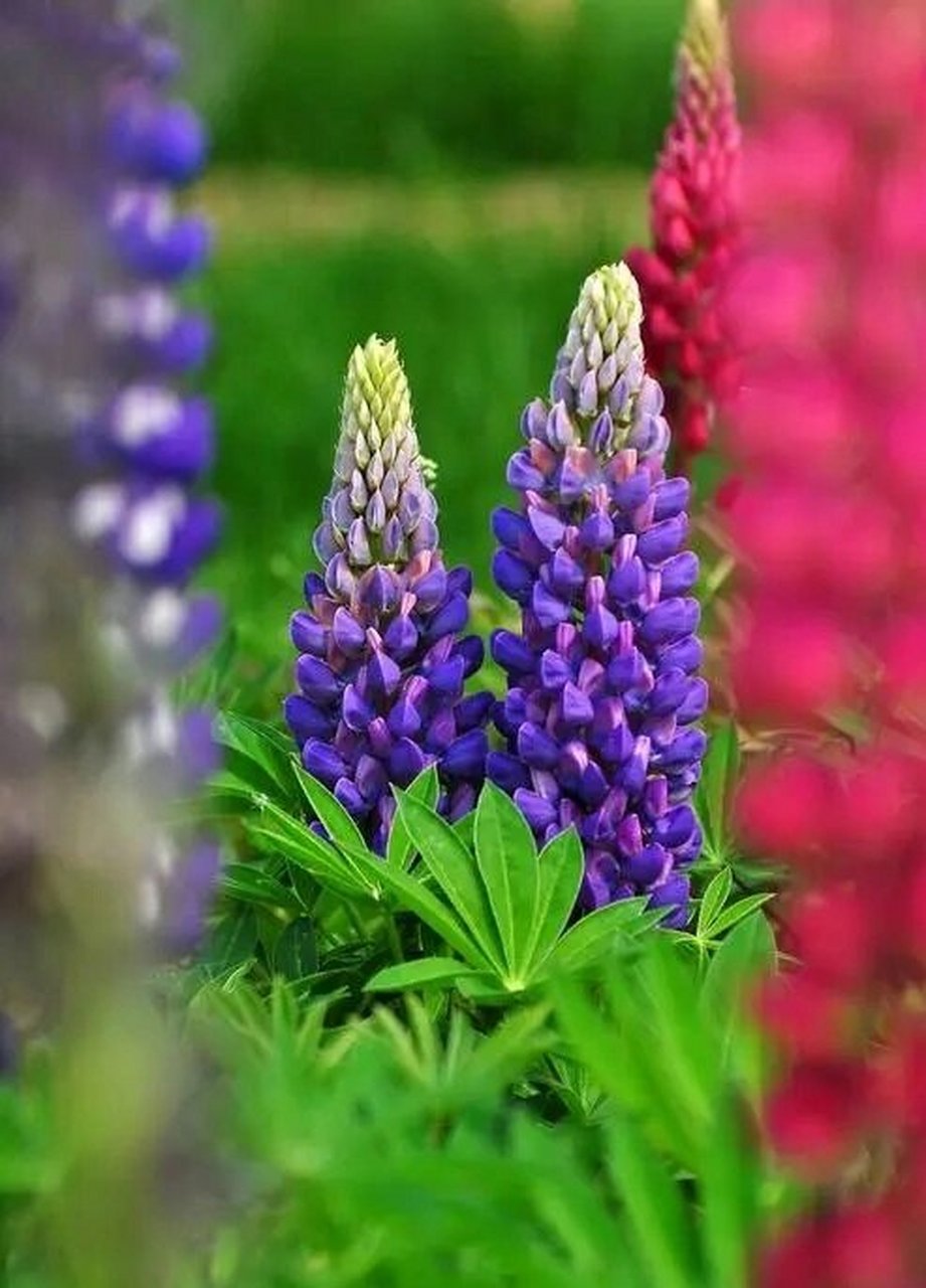 每天认识一种花  鲁冰花,又称为羽扇豆,是一种独特的植物.