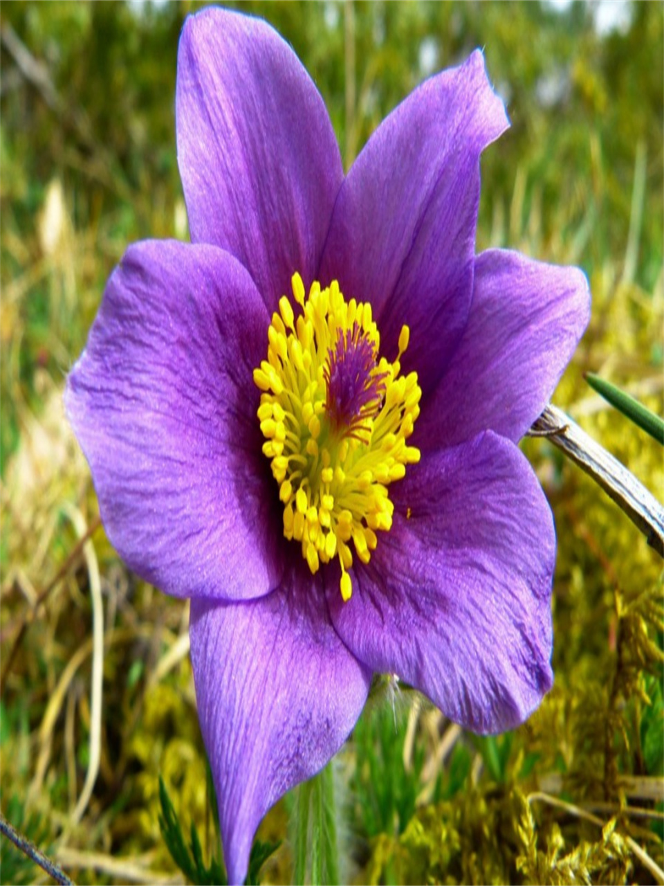 每日识花白头翁花   白头翁,拉丁学名:pulsatilla chinensis (bunge)