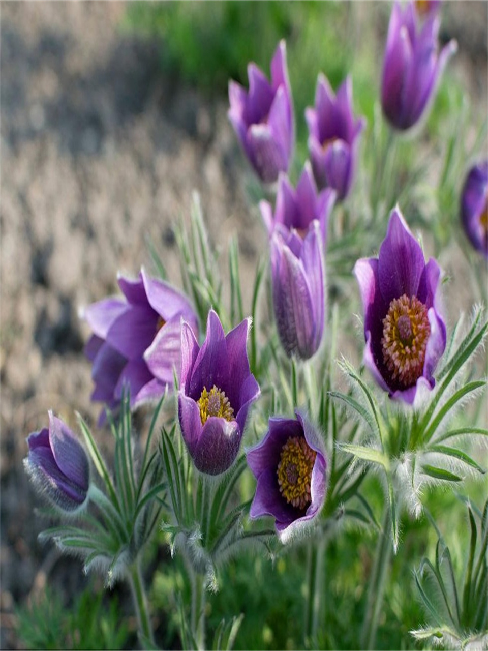 每日识花白头翁花   白头翁,拉丁学名:pulsatilla chinensis (bunge)