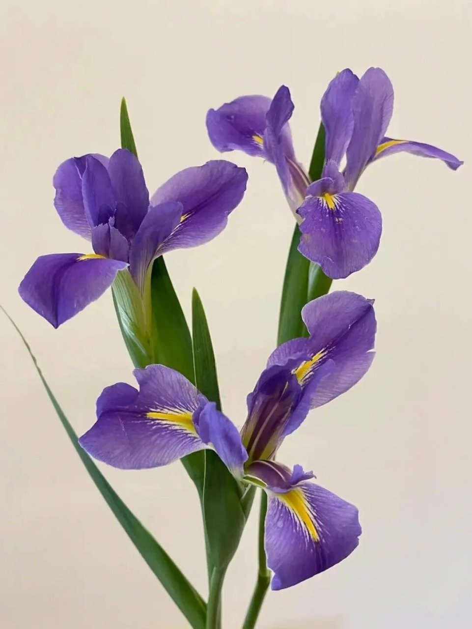 鸢尾图鉴  鸢尾,鸢尾科鸢尾属的多年生草本植物,拥有粗壮的根茎,展现