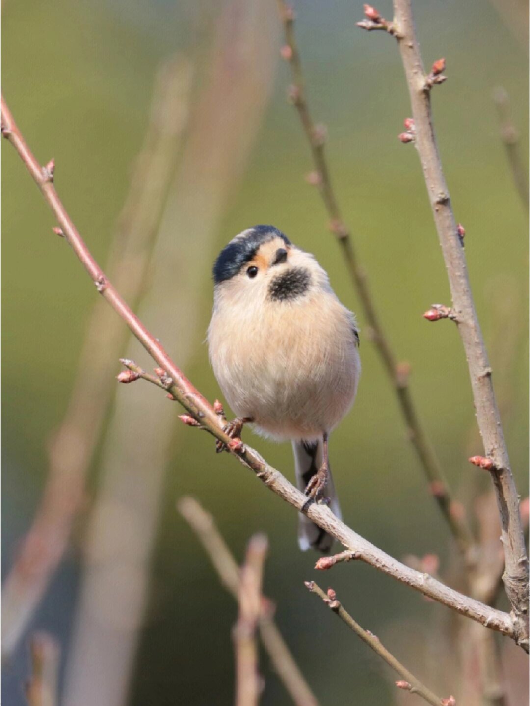 每天认识一种宝藏动物  昵称:小肥啾  中文名:北长尾山雀 ---之前被