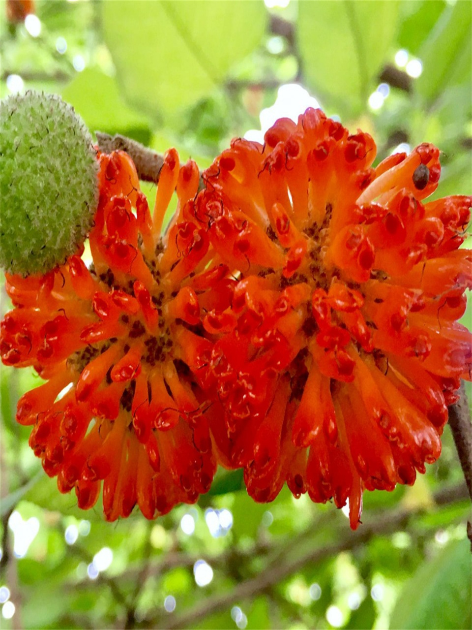 每天认识一种花构树  构树,学名broussonetia papyrifera,是落叶乔木