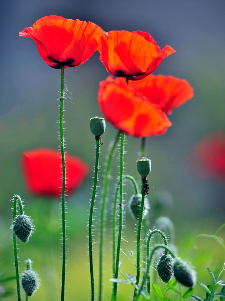 虞美人:绽放于诗与远方的美丽之花  虞美人,学名