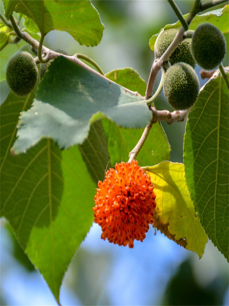 每天认识一种花构树  构树,学名broussonetia papyrifera,是落叶乔木