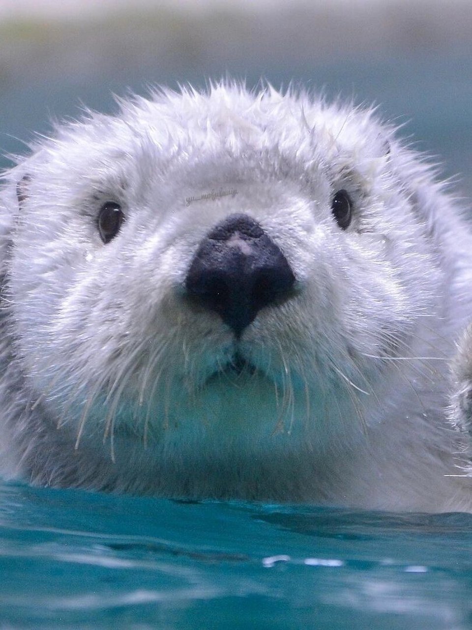 ⭐️名称:海獭  海獭,那个在水面上优雅漂浮,以海洋为家的神秘