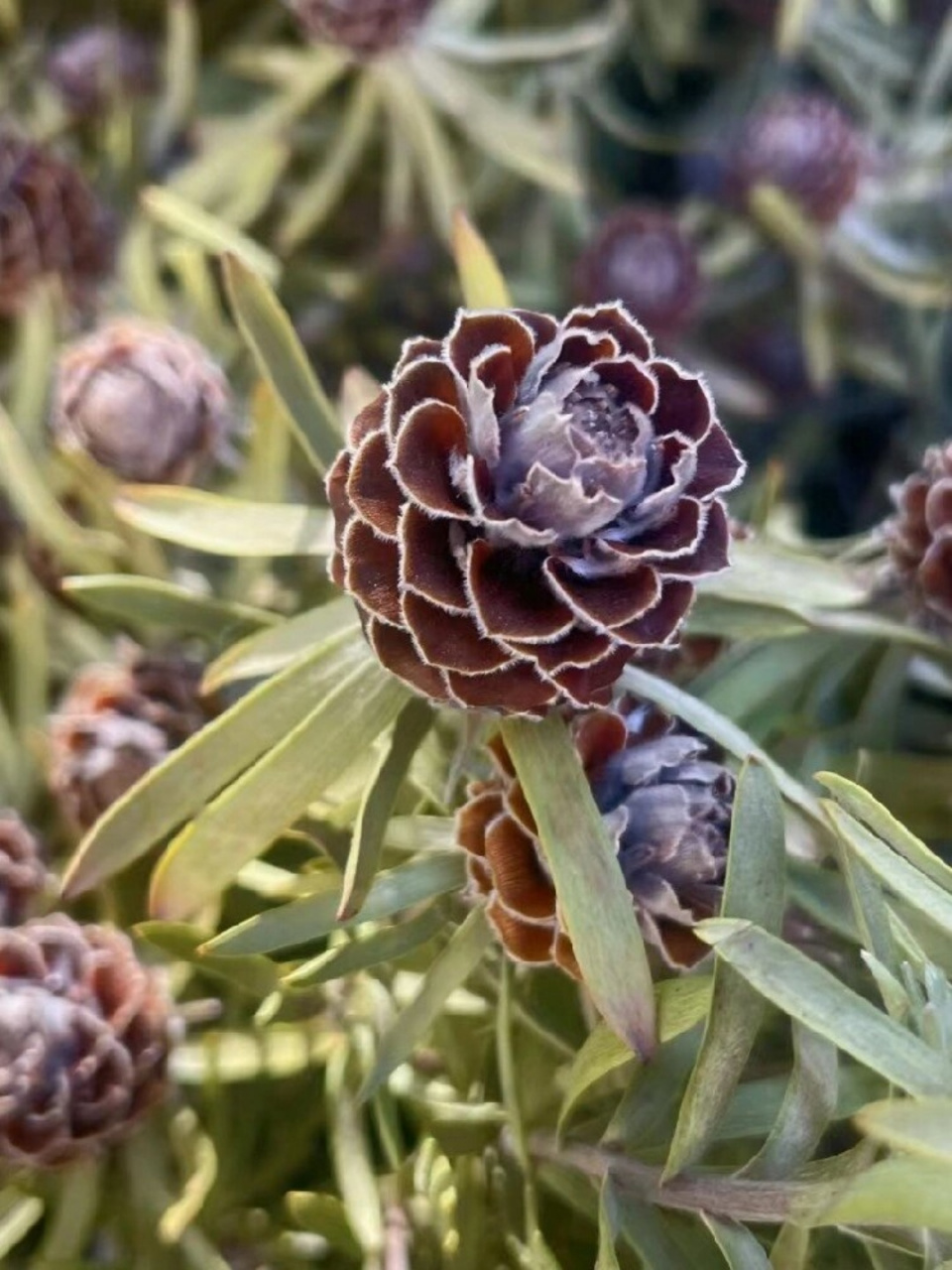 澳洲郁金香果 红宝石  在我眼中,澳洲郁金香果红宝石是一种非常独特且