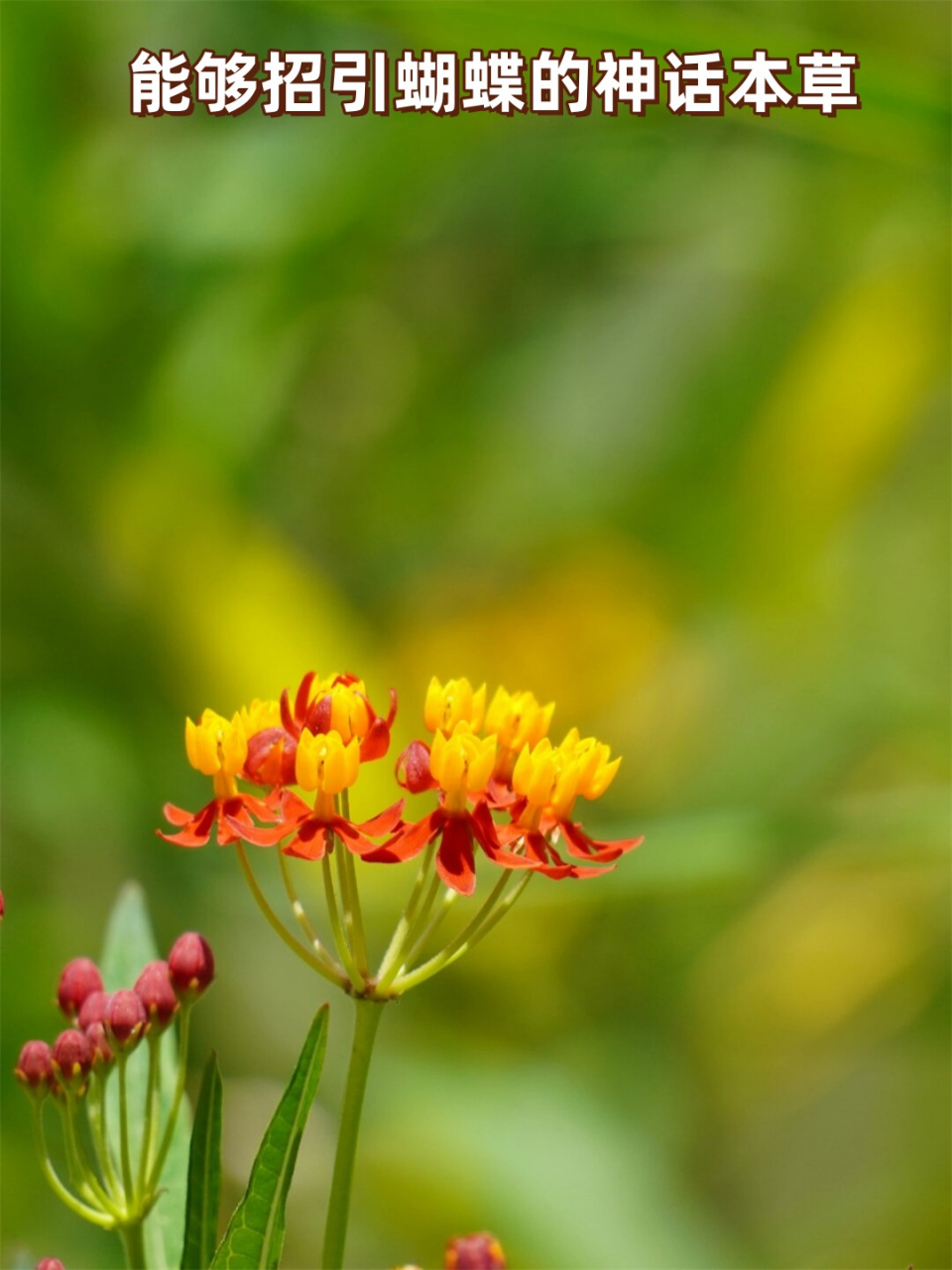 能够招引蝴蝶的神话本草  马利筋,夹竹桃科马利筋属的一种植物,以其