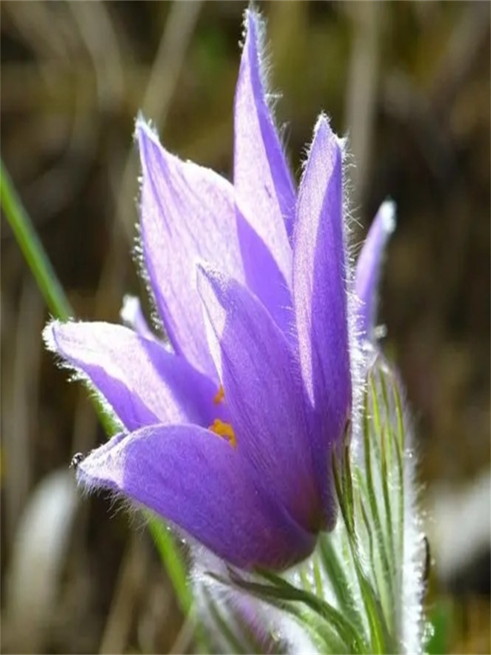 每日识花白头翁花   白头翁,拉丁学名:pulsatilla chinensis (bunge)